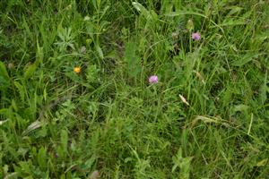 Druhové spektrum porastu