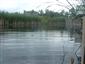potápnik dvojčiarový (27.6.2013)