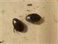 materiál z pascí (Graphoderus bilineatus, G. cinereus)
