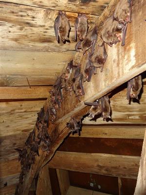 časť kolónie Myotis myotis vo veži kostola