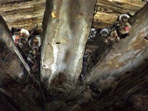 kolónia Moytis myotis