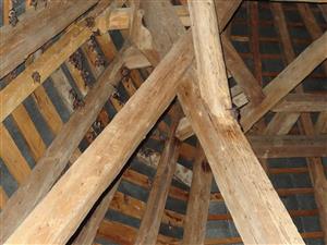 časť kolónie Myotis myotis