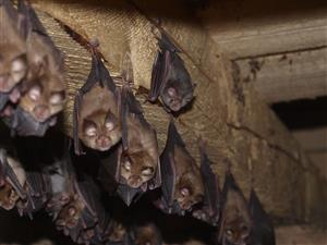 kolónia R.hipposideros