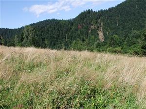 Pohľad na biotop Lk1