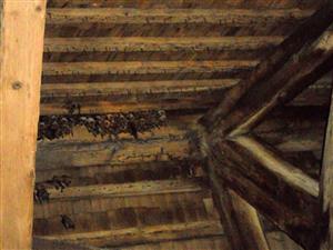 kolónia v podkroví kostola