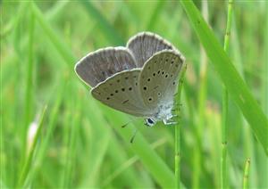 Imago