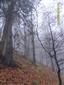 Javorovo-bukové horské lesy (15.10.2013)