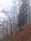 Javorovo-bukové horské lesy (15.10.2013)