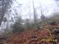 Javorovo-bukové horské lesy (15.10.2013)