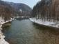 chochlačka sivá (15.1.2023)