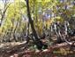 Javorovo-bukové horské lesy (1.10.2013)