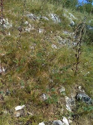 Záber na monitorovaný biotop.