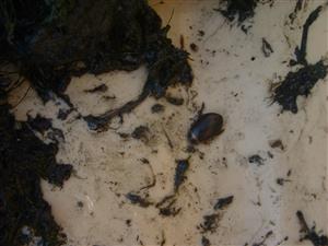 Graphoderus bilineatus