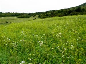 severna kosena cast lokality s hojnym vyskytom Stenactis annua