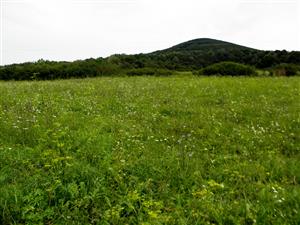 SV okraj lokality v blizkosti polnych kultur