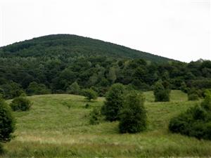 interier nekosenej casti lokality so solitermy ceresne, buka  a hraba