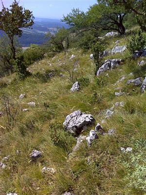 Záber na monitorovaný biotop.