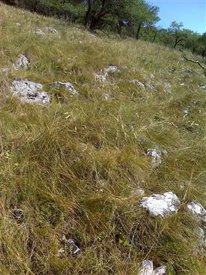 Záber na monitorovaný biotop.