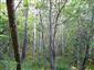 Brezové, borovicové a smrekové lesy na rašeliniskách (20.8.2013)