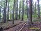 Bukové a jedľové kvetnaté lesy (19.9.2013)
