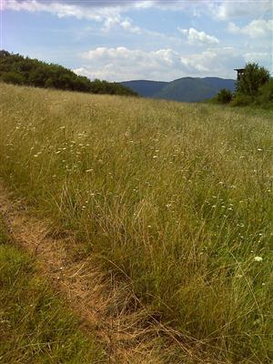 Záber na monitorovaný biotop.