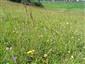 Suchomilné travinnobylinné a krovinové porasty na vápnitom podloží (*dôležité stanovištia Orchideaceae) (8.7.2013)