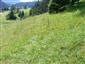 Suchomilné travinnobylinné a krovinové porasty na vápnitom podloží (*dôležité stanovištia Orchideaceae) (12.7.2013)