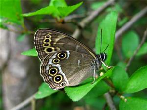 Lopinga achine