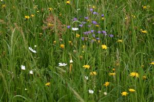 TML - druhové spektrum