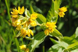 prítomná Lysimachia vulgaris