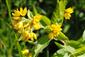 prítomná Lysimachia vulgaris