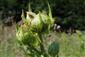prítomný Cirsium oleraceum