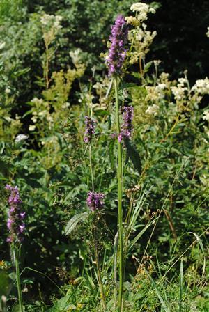 zaznamenaná Betonica officinalis