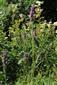 zaznamenaná Betonica officinalis