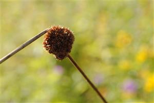 Juncus conglomeratus