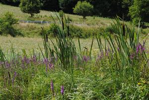 pohľad do biotopu s prítomným Lythrum salicaria