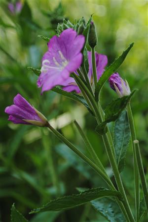 výskyt Epilobium hirsutum