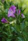výskyt Epilobium hirsutum