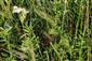 prechod z biotopu LK4 do biotopu  LK5 s výskytom Filipendula ulmaria