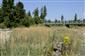 Porast Calamagrostis pseudophragmites na štrkových laviciach rieky Belá.