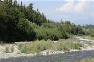 Porast Myricaria germanica na štrkových laviciach rieky Belá.