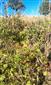 zarodena visna krickovita - Cerasus fruticosa
