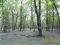 Lužné dubovo-brestovo-jaseňové lesy okolo nížinných riek (11.9.2013)