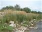 Porast Calamagrostis pseudophragmites na brehu potoka Jakubianka.