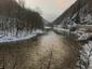 lyska čierna (19.2.2023)