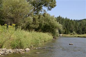 Porast Phalaroides arundinacea na brehu rieky Poprad.