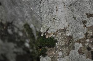 Dicranum viride v TMP_4