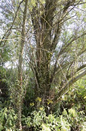  Porast Salix elaeagnos v alúviu potoka Šambronka.