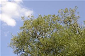 Salix elaeagnos.