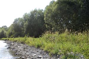 Porast Calamagrostis pseudophragmites a Phalaroides arundinacea na brehu rieky Biela.